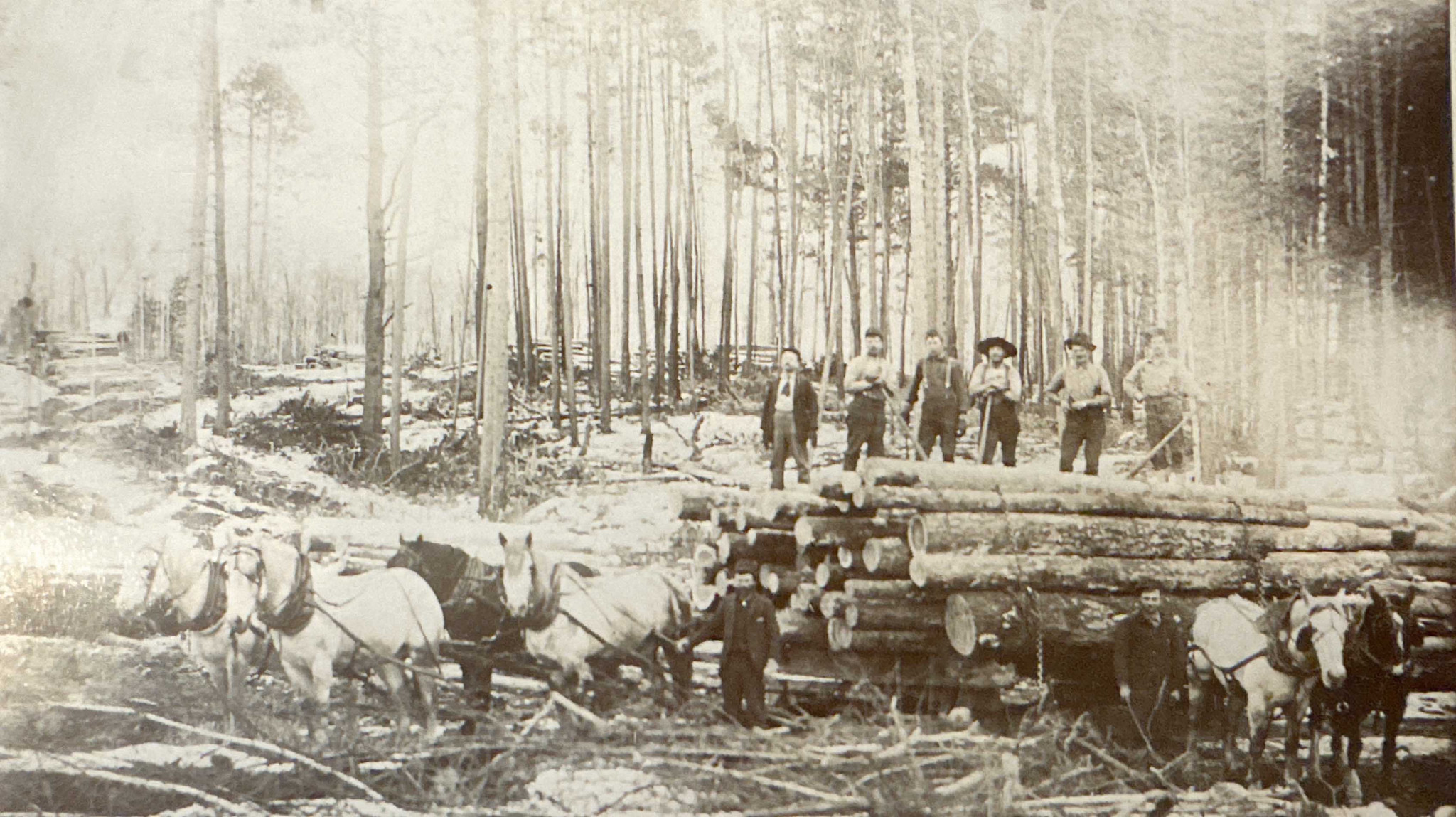 Workers and horse teams beside a load of logs in a forest.