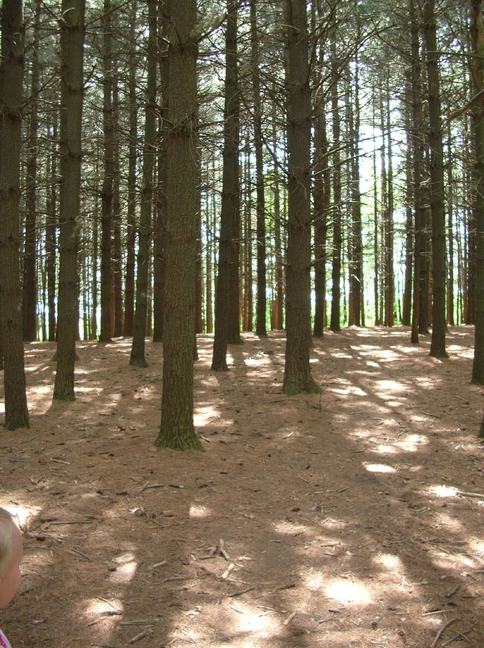 Standing pine trees with sunlight reaching the forest floor.